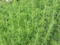 معرفی و راهنمای پرورش گیاهان دارویی - درمنه دشتی